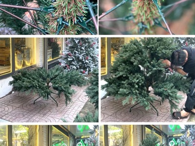 [ORDER 3-5 ngày] Cây thông Noel xanh cước đầu xòe gắn trái đỏ cao từ 180-240cm X-TREE-LP-A6N
